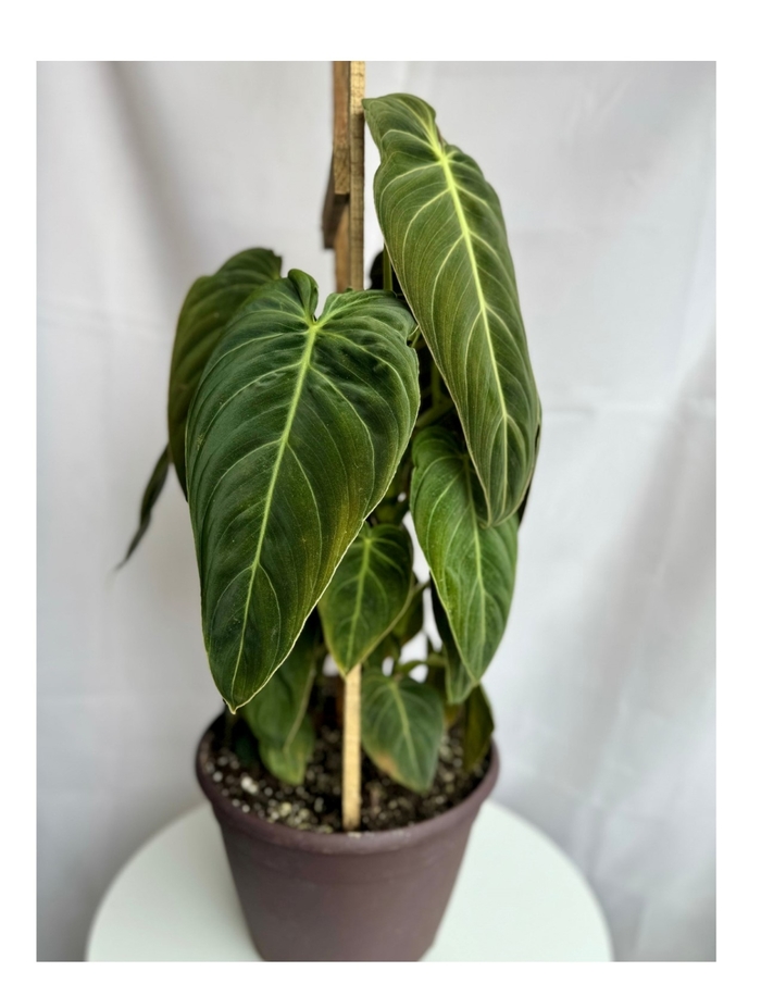 Black Gold Philodendron - Philodendron melanochrysum from Tidal Roots Garden Center Black Gold Philodendron - Philodendron melanochrysum from Tidal Roots Garden Center