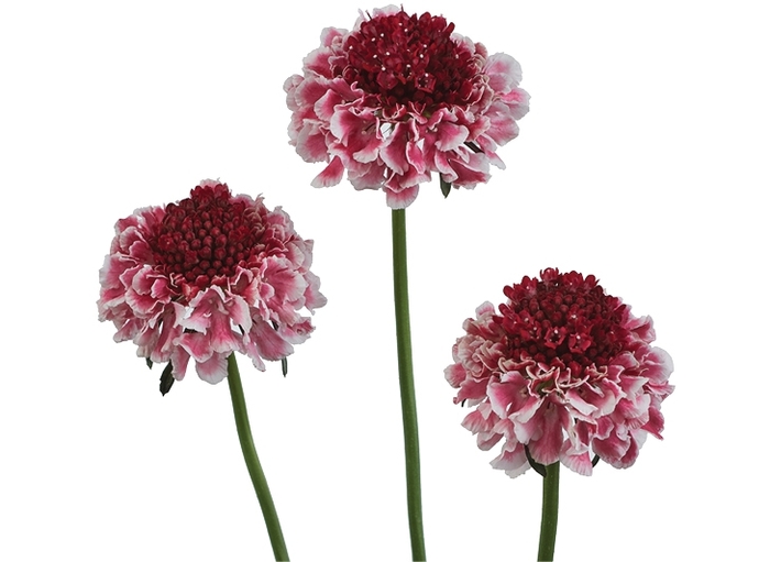 Giga™ 'Pink' - Scabiosa columbaria (Pincushion Flower) from Tidal Roots Garden Center Giga™ 'Pink' - Scabiosa columbaria (Pincushion Flower) from Tidal Roots Garden Center