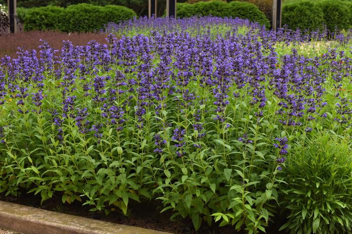 Prelude™ Purple Japanese Catmint - Nepeta subsessilis from Tidal Roots Garden Center Prelude™ Purple Japanese Catmint - Nepeta subsessilis from Tidal Roots Garden Center