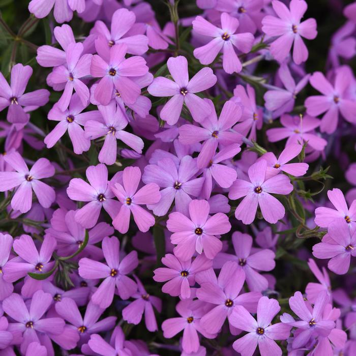 Spring Splash™ Lilac - Phlox from Tidal Roots Garden Center