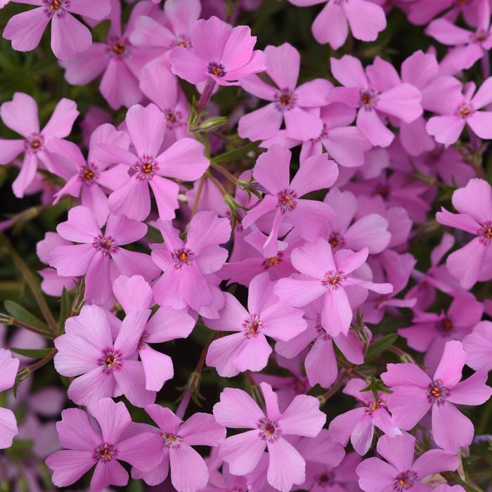 Spring Splash™ Pink - Phlox from Tidal Roots Garden Center Spring Splash™ Pink - Phlox from Tidal Roots Garden Center