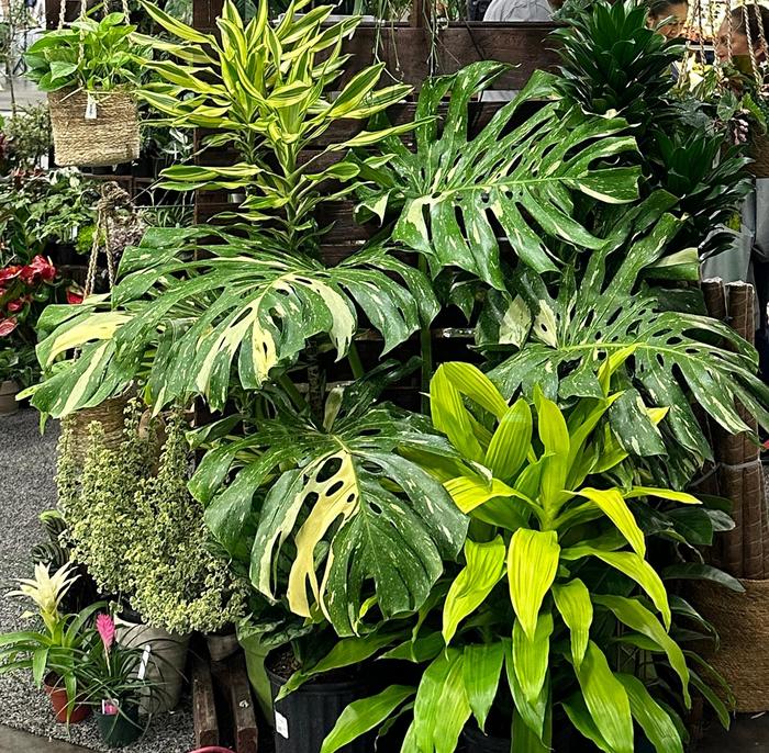 'Thai Constellation' - Monstera deliciosa from Tidal Roots Garden Center 'Thai Constellation' - Monstera deliciosa from Tidal Roots Garden Center