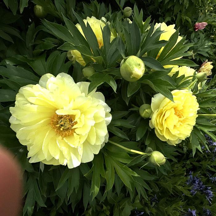 'Bartzella' Itoh Peony - Paeonia from Tidal Roots Garden Center