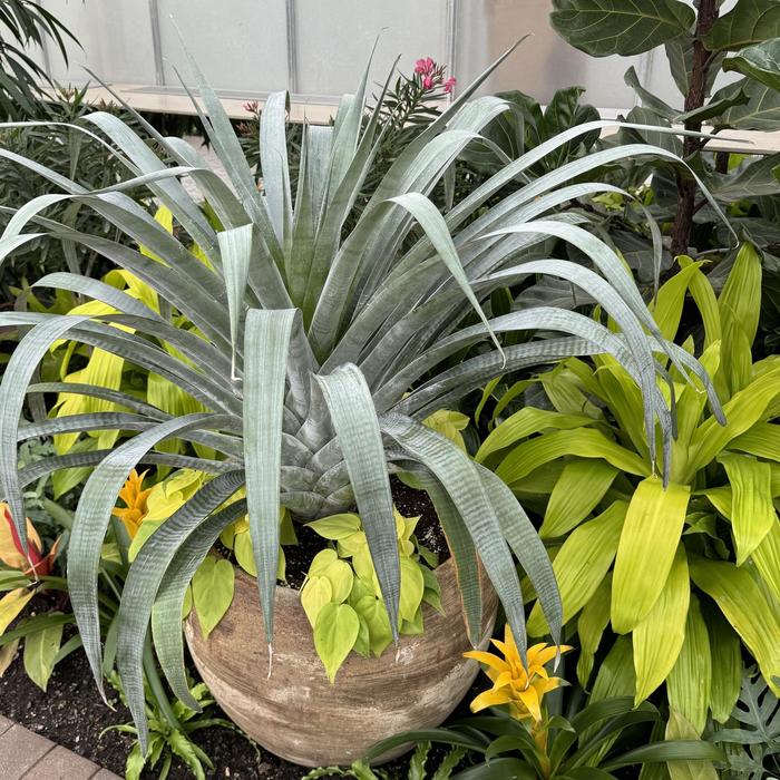 Urn Plant - Aechmea fasciata from Tidal Roots Garden Center Urn Plant - Aechmea fasciata from Tidal Roots Garden Center