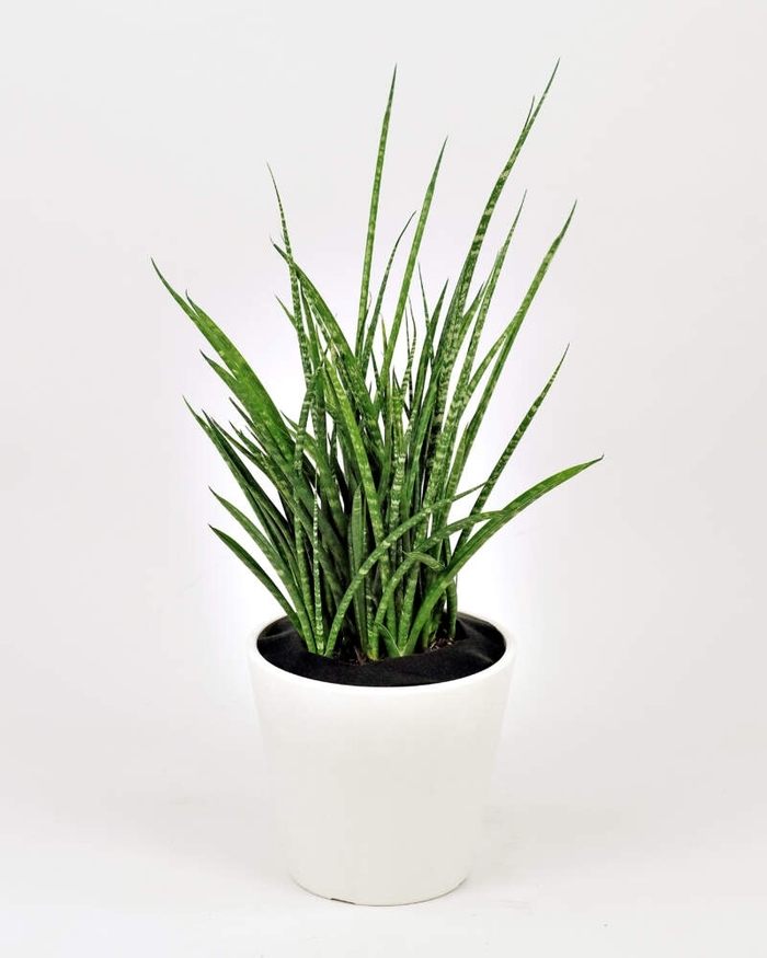 'Fernwood Mikado' Snake plant - Sansevieria from Tidal Roots Garden Center 'Fernwood Mikado' Snake plant - Sansevieria from Tidal Roots Garden Center