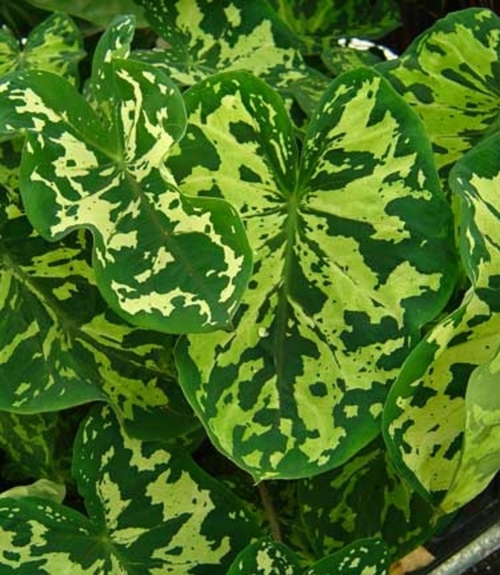 'Hilo Beauty' Elephant Ear - Alocasia from Tidal Roots Garden Center 'Hilo Beauty' Elephant Ear - Alocasia from Tidal Roots Garden Center