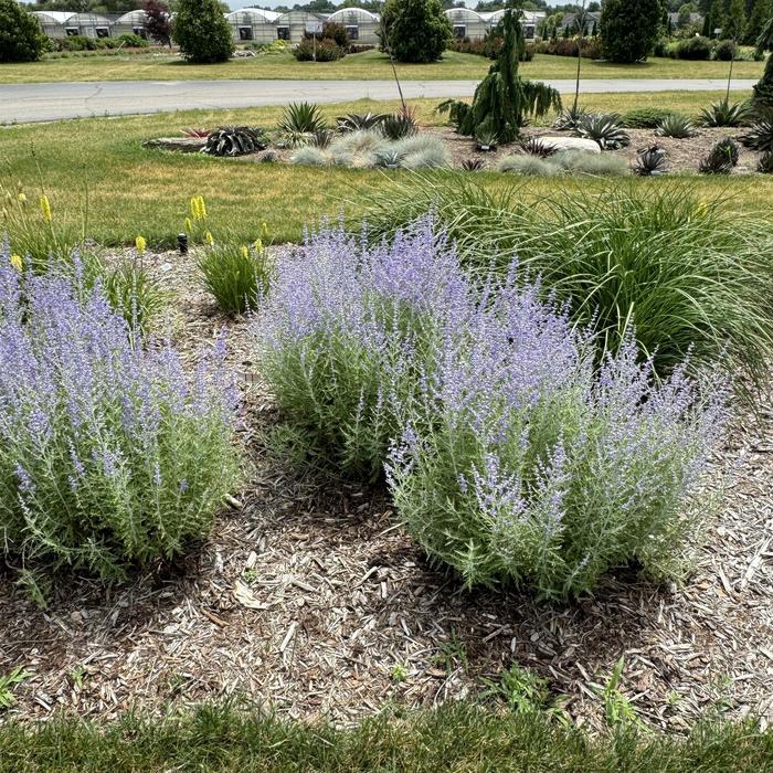 'Little Spire' Russian Sage - Perovskia atriplicifolia from Tidal Roots Garden Center 'Little Spire' Russian Sage - Perovskia atriplicifolia from Tidal Roots Garden Center