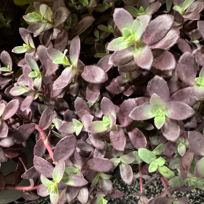 Sunsparkler® 'Firecracker' - Sedum (Stonecrop) from Tidal Roots Garden Center