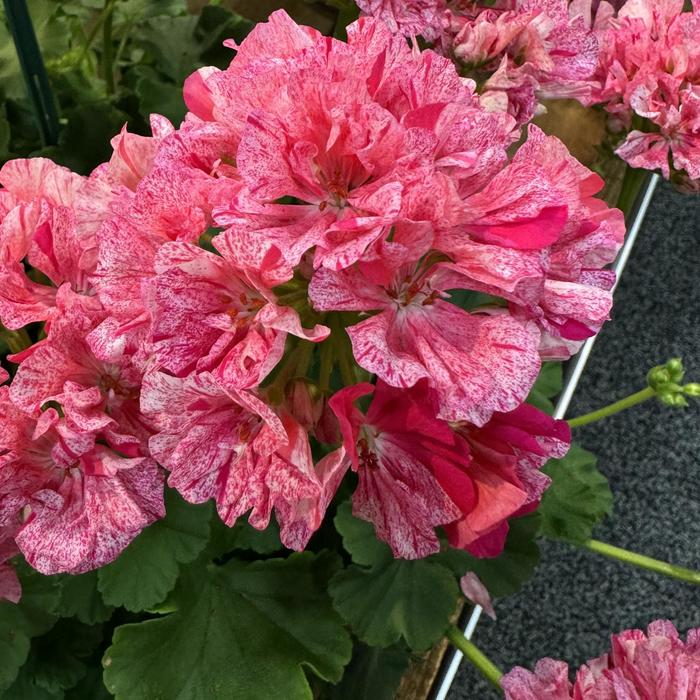 'Big Eeze Pink Batik' Geranium - Pelargonium interspecific from Tidal Roots Garden Center 'Big Eeze Pink Batik' Geranium - Pelargonium interspecific from Tidal Roots Garden Center