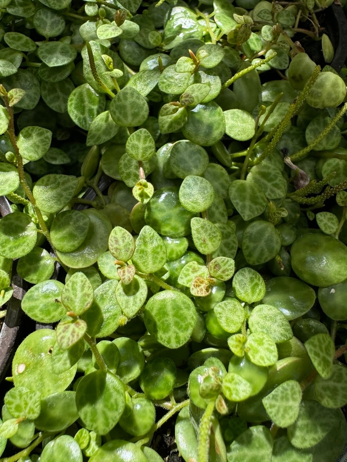 String of Turtles - Peperomia prostrata from Tidal Roots Garden Center String of Turtles - Peperomia prostrata from Tidal Roots Garden Center