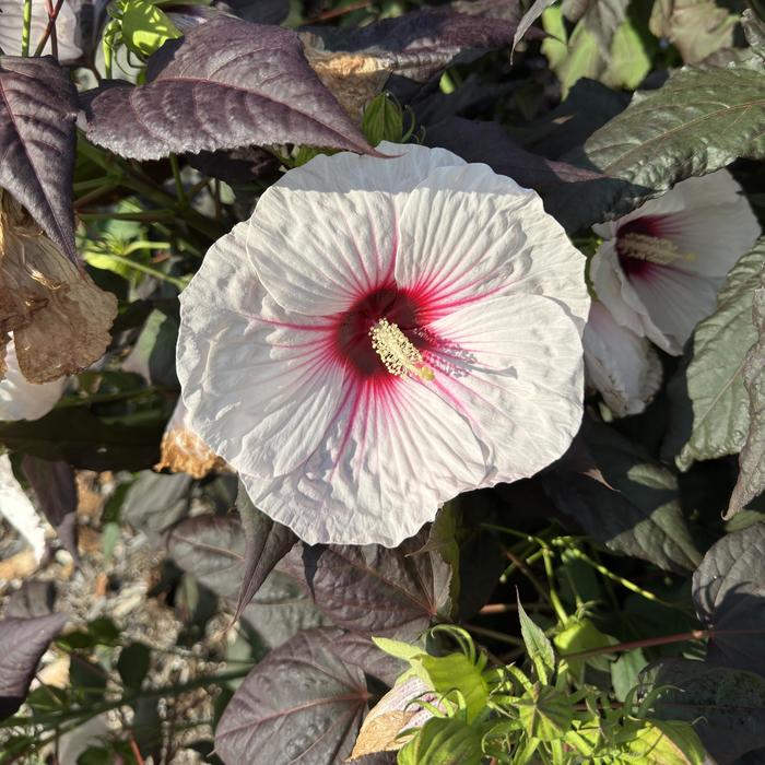 'Dark Mystery' Rose Mallow - Hibiscus from Tidal Roots Garden Center 'Dark Mystery' Rose Mallow - Hibiscus from Tidal Roots Garden Center