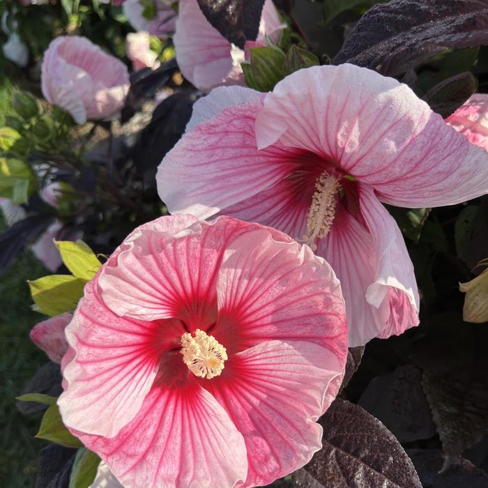 'Starry Starry Night' Rose Mallow - Hibiscus from Tidal Roots Garden Center 'Starry Starry Night' Rose Mallow - Hibiscus from Tidal Roots Garden Center