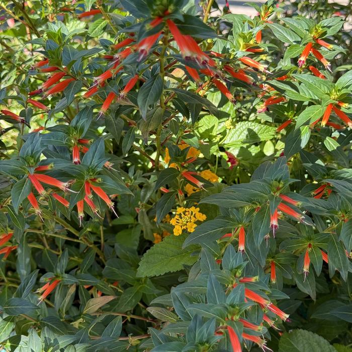 'Vermillionaire®' Large Firecracker Plant - Cuphea from Tidal Roots Garden Center 'Vermillionaire®' Large Firecracker Plant - Cuphea from Tidal Roots Garden Center