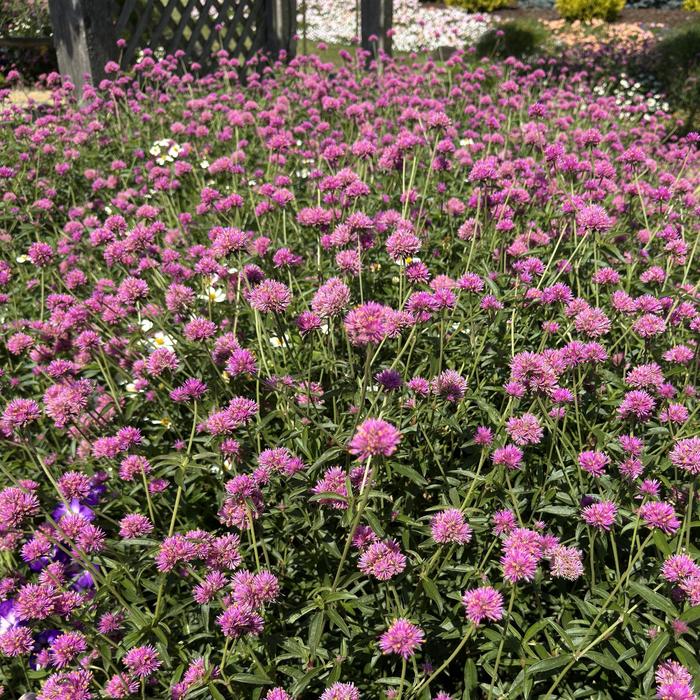 Truffula™ 'Pink' - Gomphrena pulchella (Globe Amaranth) from Tidal Roots Garden Center Truffula™ 'Pink' - Gomphrena pulchella (Globe Amaranth) from Tidal Roots Garden Center