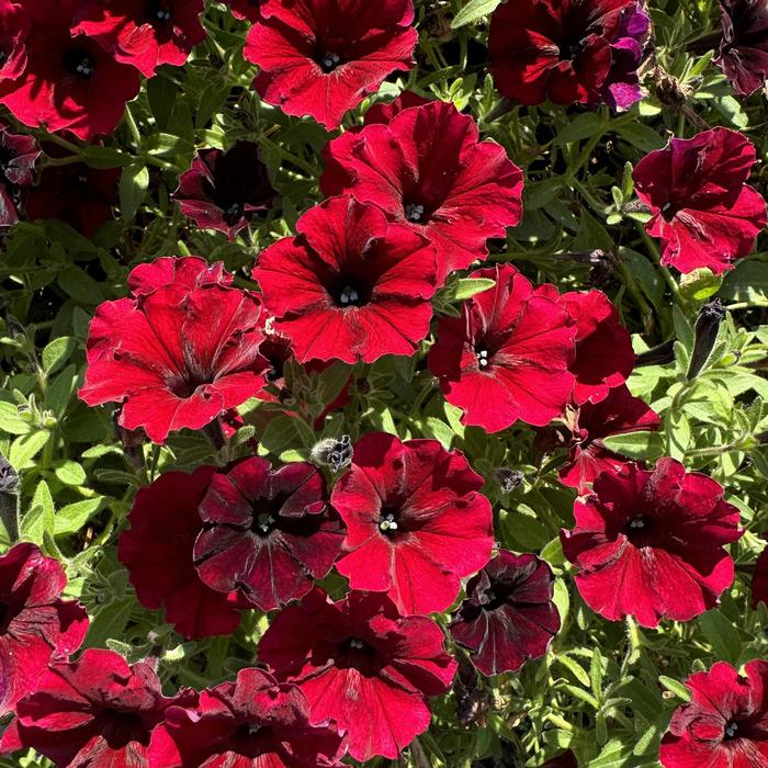 Supertunia® 'Black Cherry®' - Petunia from Tidal Roots Garden Center Supertunia® 'Black Cherry®' - Petunia from Tidal Roots Garden Center