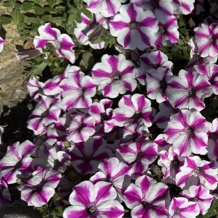 Supertunia® 'Lovie Dovie™' - Petunia from Tidal Roots Garden Center Supertunia® 'Lovie Dovie™' - Petunia from Tidal Roots Garden Center