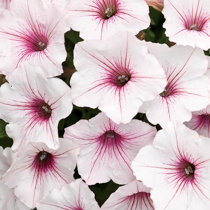 Supertunia Vista® 'Silverberry' - Petunia from Tidal Roots Garden Center Supertunia Vista® 'Silverberry' - Petunia from Tidal Roots Garden Center