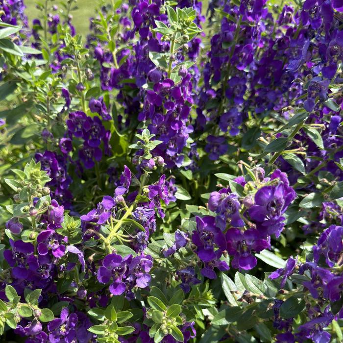 Angelface® Blue - Angelonia (Summer Snapdragon) from Tidal Roots Garden Center Angelface® Blue - Angelonia (Summer Snapdragon) from Tidal Roots Garden Center