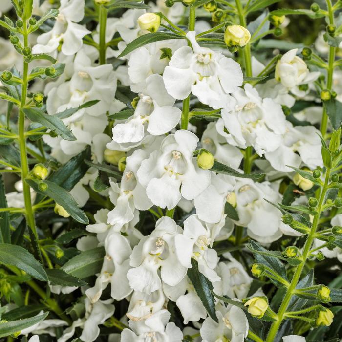 Angelface® White - Angelonia (Summer Snapdragon) from Tidal Roots Garden Center Angelface® White - Angelonia (Summer Snapdragon) from Tidal Roots Garden Center