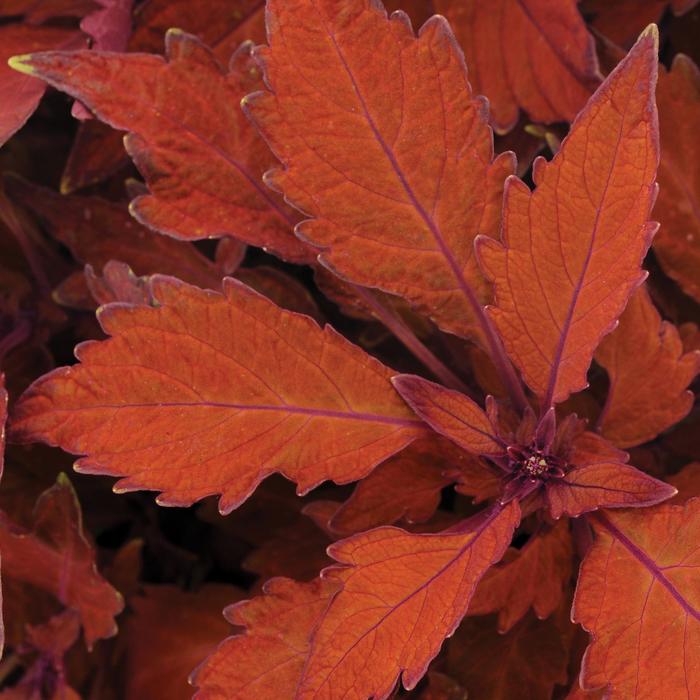 FlameThrower™ 'Habanero' - coleus from Tidal Roots Garden Center FlameThrower™ 'Habanero' - coleus from Tidal Roots Garden Center