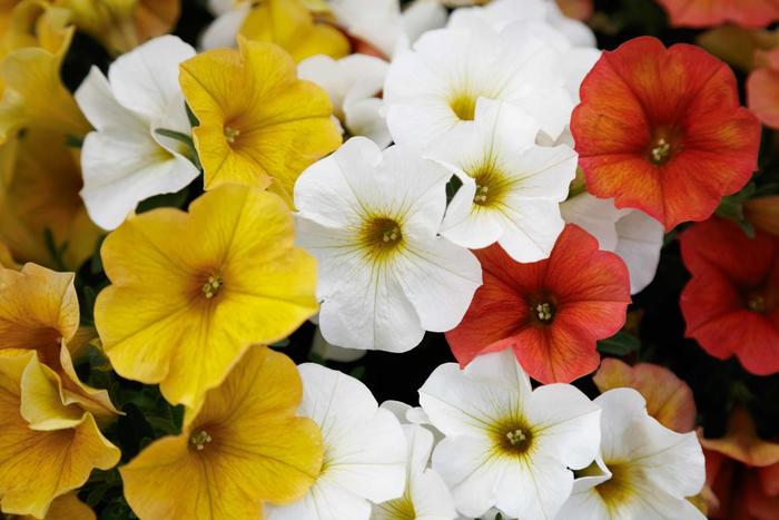 SuperCal® Premium 'Citrus Mix' - Petchoa (Petunia/Calibrachoa) from Tidal Roots Garden Center SuperCal® Premium 'Citrus Mix' - Petchoa (Petunia/Calibrachoa) from Tidal Roots Garden Center