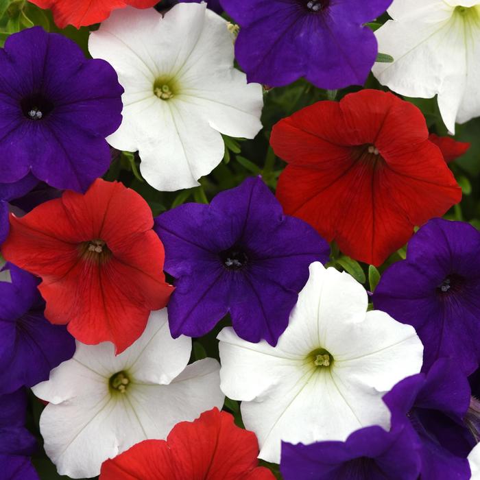 E3 Easy Wave® 'Red White Blue Mix' - Petunia from Tidal Roots Garden Center E3 Easy Wave® 'Red White Blue Mix' - Petunia from Tidal Roots Garden Center