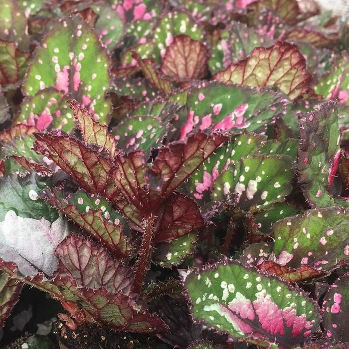 Dibs™ 'Rothko' - Begonia rex-cultorum (Rex Begonia) from Tidal Roots Garden Center Dibs™ 'Rothko' - Begonia rex-cultorum (Rex Begonia) from Tidal Roots Garden Center