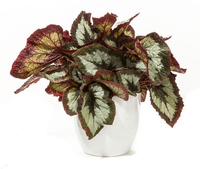 Dibs™ 'Tuxedo' - Begonia rex-cultorum (Rex Begonia) from Tidal Roots Garden Center Dibs™ 'Tuxedo' - Begonia rex-cultorum (Rex Begonia) from Tidal Roots Garden Center