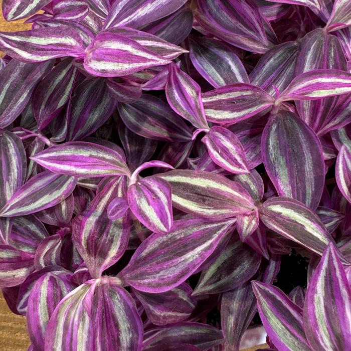 'Pink Paradise' Wandering Jew - Tradescantia zebrinus from Tidal Roots Garden Center 'Pink Paradise' Wandering Jew - Tradescantia zebrinus from Tidal Roots Garden Center