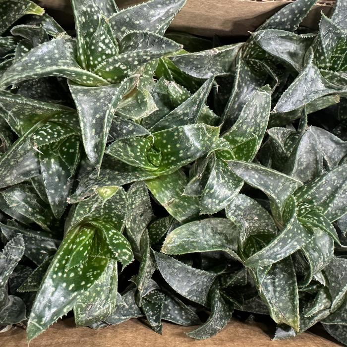 Zebra Cactus - Haworthia bushman from Tidal Roots Garden Center Zebra Cactus - Haworthia bushman from Tidal Roots Garden Center