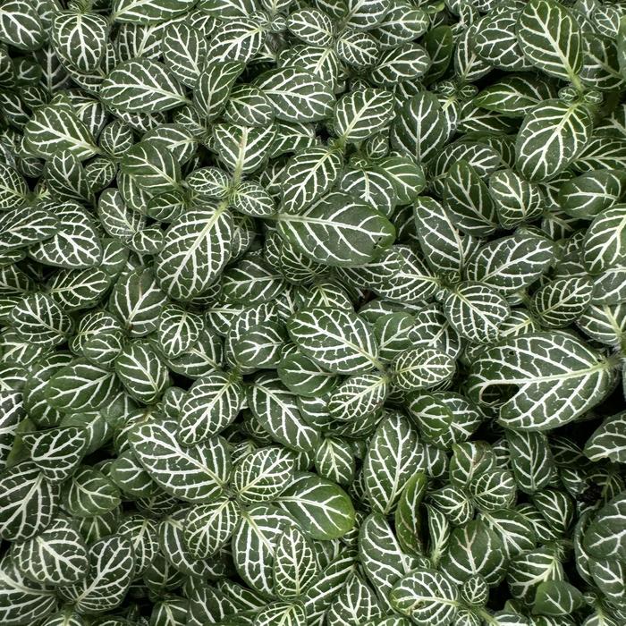 Nerve Plant - Fittonia albivenis from Tidal Roots Garden Center Nerve Plant - Fittonia albivenis from Tidal Roots Garden Center