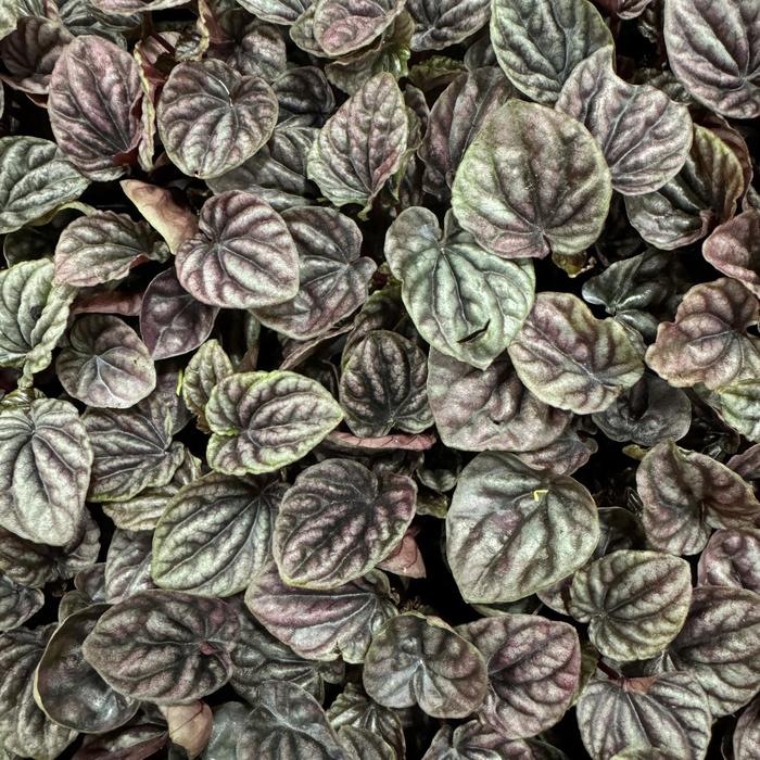 'Luna Red' Radiator Plant - Peperomia caperata from Tidal Roots Garden Center 'Luna Red' Radiator Plant - Peperomia caperata from Tidal Roots Garden Center