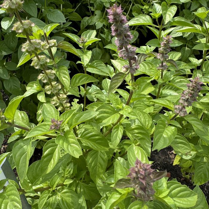 'Everleaf Lemon' Basil - Ocimum basilicum from Tidal Roots Garden Center 'Everleaf Lemon' Basil - Ocimum basilicum from Tidal Roots Garden Center