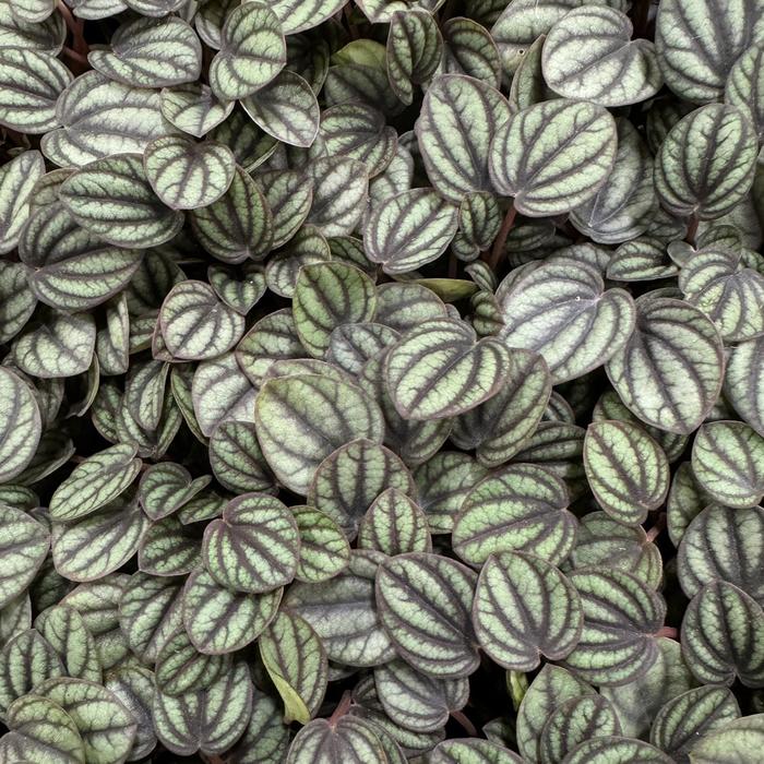 'Piccolo Banda' - Peperomia albovittata from Tidal Roots Garden Center 'Piccolo Banda' - Peperomia albovittata from Tidal Roots Garden Center