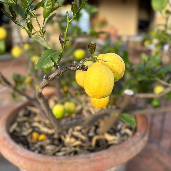 'Meyer Improved' Lemon - Citrus limon from Tidal Roots Garden Center