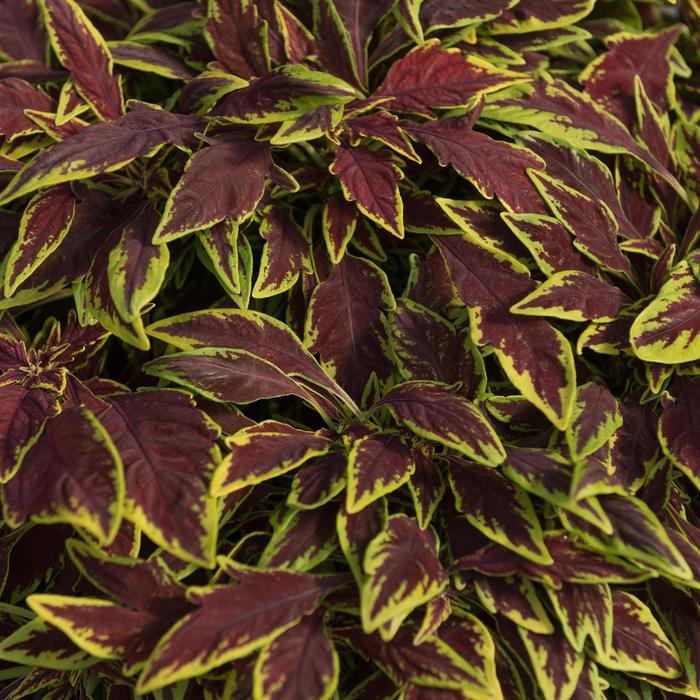 Stained Glassworks™ 'Le Freak' - coleus scutellarioides from Tidal Roots Garden Center Stained Glassworks™ 'Le Freak' - coleus scutellarioides from Tidal Roots Garden Center