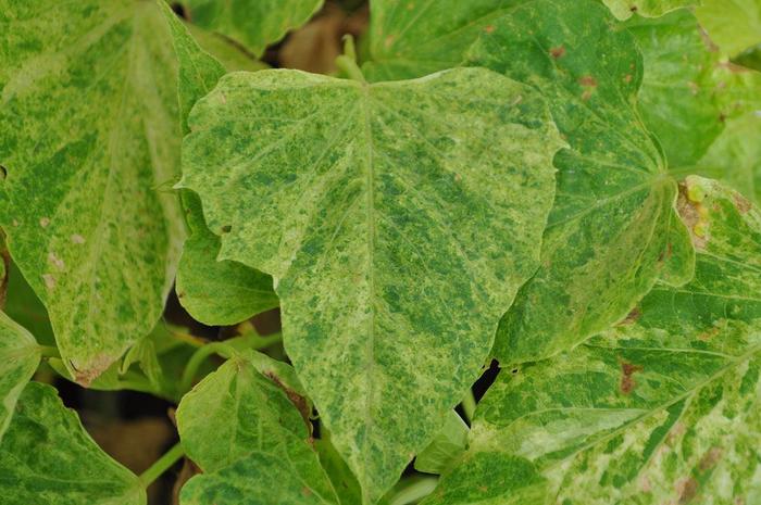 Sweet Georgia® 'Green Splash' - Ipomoea batatas (Sweet Potato Vine) from Tidal Roots Garden Center Sweet Georgia® 'Green Splash' - Ipomoea batatas (Sweet Potato Vine) from Tidal Roots Garden Center
