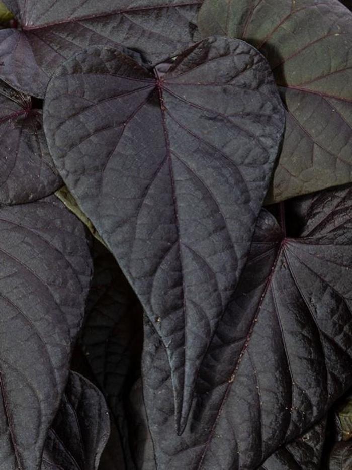 Sweet Georgia® 'Purple Heart' - Ipomoea batatas (Sweet Potato Vine) from Tidal Roots Garden Center Sweet Georgia® 'Purple Heart' - Ipomoea batatas (Sweet Potato Vine) from Tidal Roots Garden Center