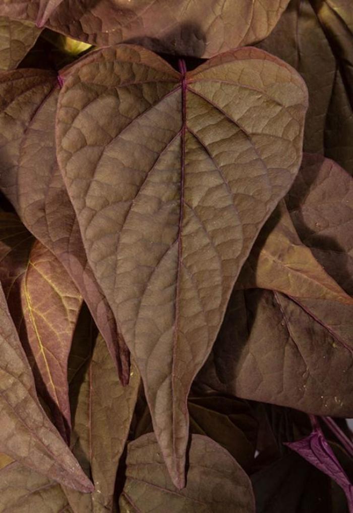 Sweet Georgia® 'Red Heart' - Ipomoea batatas (Sweet Potato Vine) from Tidal Roots Garden Center Sweet Georgia® 'Red Heart' - Ipomoea batatas (Sweet Potato Vine) from Tidal Roots Garden Center