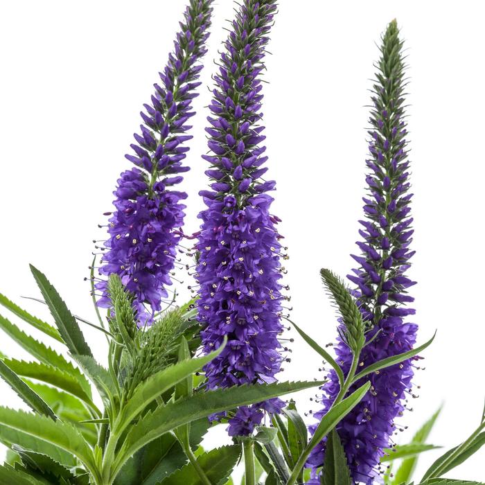 Vernique® Blue - Veronica longifolia (Speedwell) from Tidal Roots Garden Center Vernique® Blue - Veronica longifolia (Speedwell) from Tidal Roots Garden Center