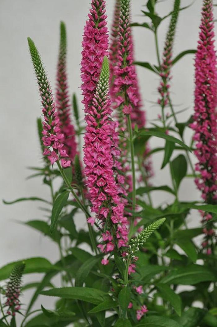 Vernique® Raspberry - Veronica longifolia (Speedwell) from Tidal Roots Garden Center Vernique® Raspberry - Veronica longifolia (Speedwell) from Tidal Roots Garden Center