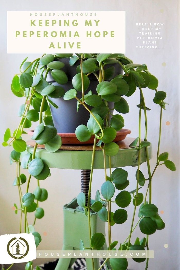'Hope' - Peperomia rotundifolia from Tidal Roots Garden Center 'Hope' - Peperomia rotundifolia from Tidal Roots Garden Center