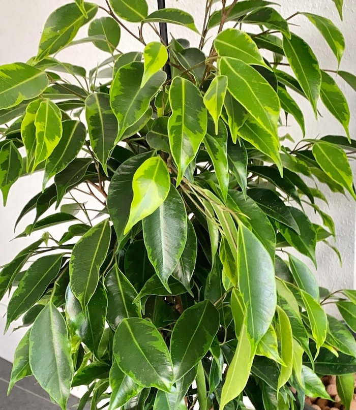 Weeping Fig - Ficus benjamina from Tidal Roots Garden Center Weeping Fig - Ficus benjamina from Tidal Roots Garden Center