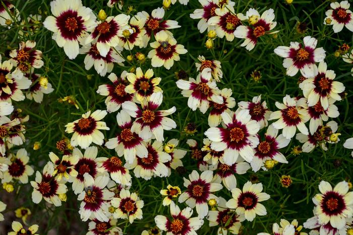 Sizzle & Spice® 'Red Hot Vanilla' - Coreopsis (Tickweed) from Tidal Roots Garden Center Sizzle & Spice® 'Red Hot Vanilla' - Coreopsis (Tickweed) from Tidal Roots Garden Center