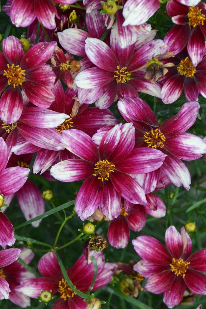 Sizzle & Spice® 'Zesty Zinger' - Coreopsis (Tickweed) from Tidal Roots Garden Center Sizzle & Spice® 'Zesty Zinger' - Coreopsis (Tickweed) from Tidal Roots Garden Center