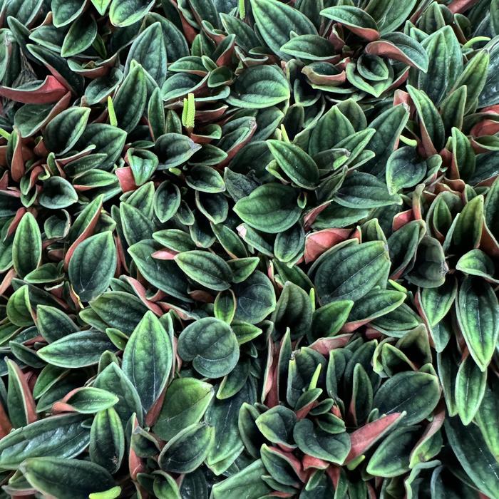 'Rosso' - Peperomia caperata from Tidal Roots Garden Center 'Rosso' - Peperomia caperata from Tidal Roots Garden Center
