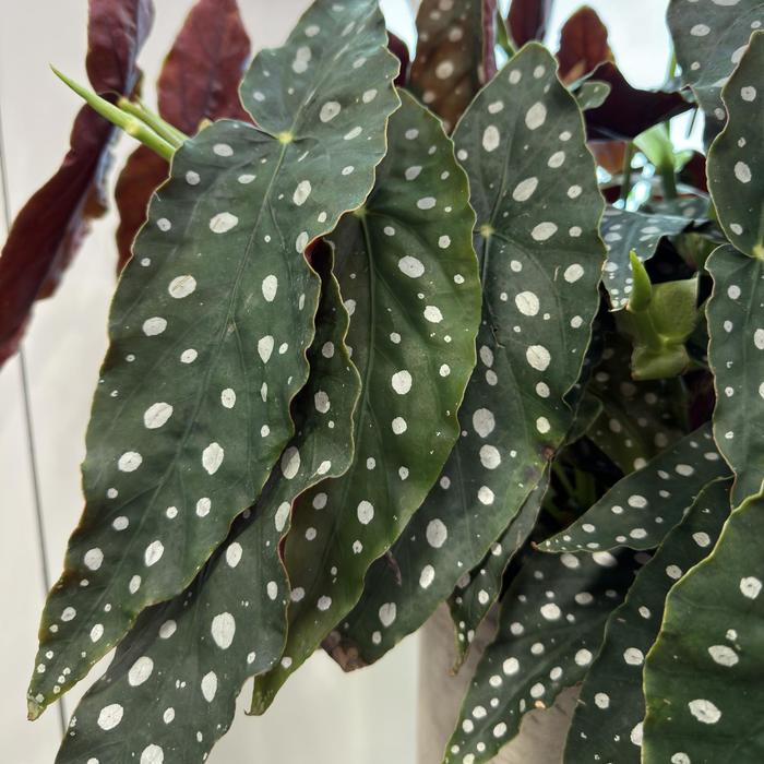- Begonia maculata from Tidal Roots Garden Center - Begonia maculata from Tidal Roots Garden Center