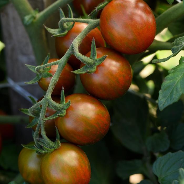 'Chocolate Sprinkles' Tomato - Lycopersicon esculentum from Tidal Roots Garden Center 'Chocolate Sprinkles' Tomato - Lycopersicon esculentum from Tidal Roots Garden Center