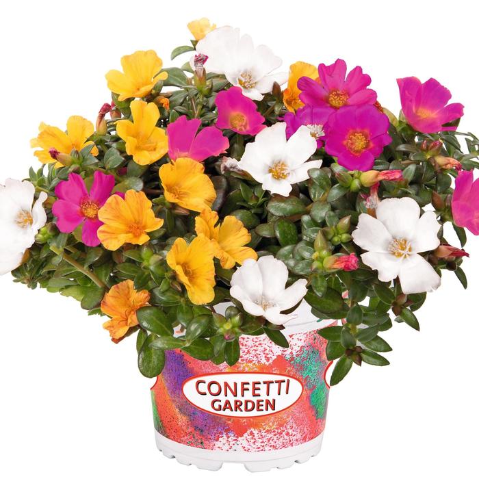 Confetti Garden® 'Cupcake Night' Purslane - Portulaca oleracea from Tidal Roots Garden Center Confetti Garden® 'Cupcake Night' Purslane - Portulaca oleracea from Tidal Roots Garden Center