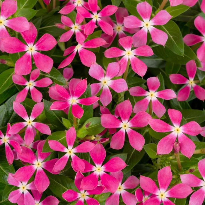 Soiree kawaii® Coral Reef - Catharanthus (Vinca) from Tidal Roots Garden Center